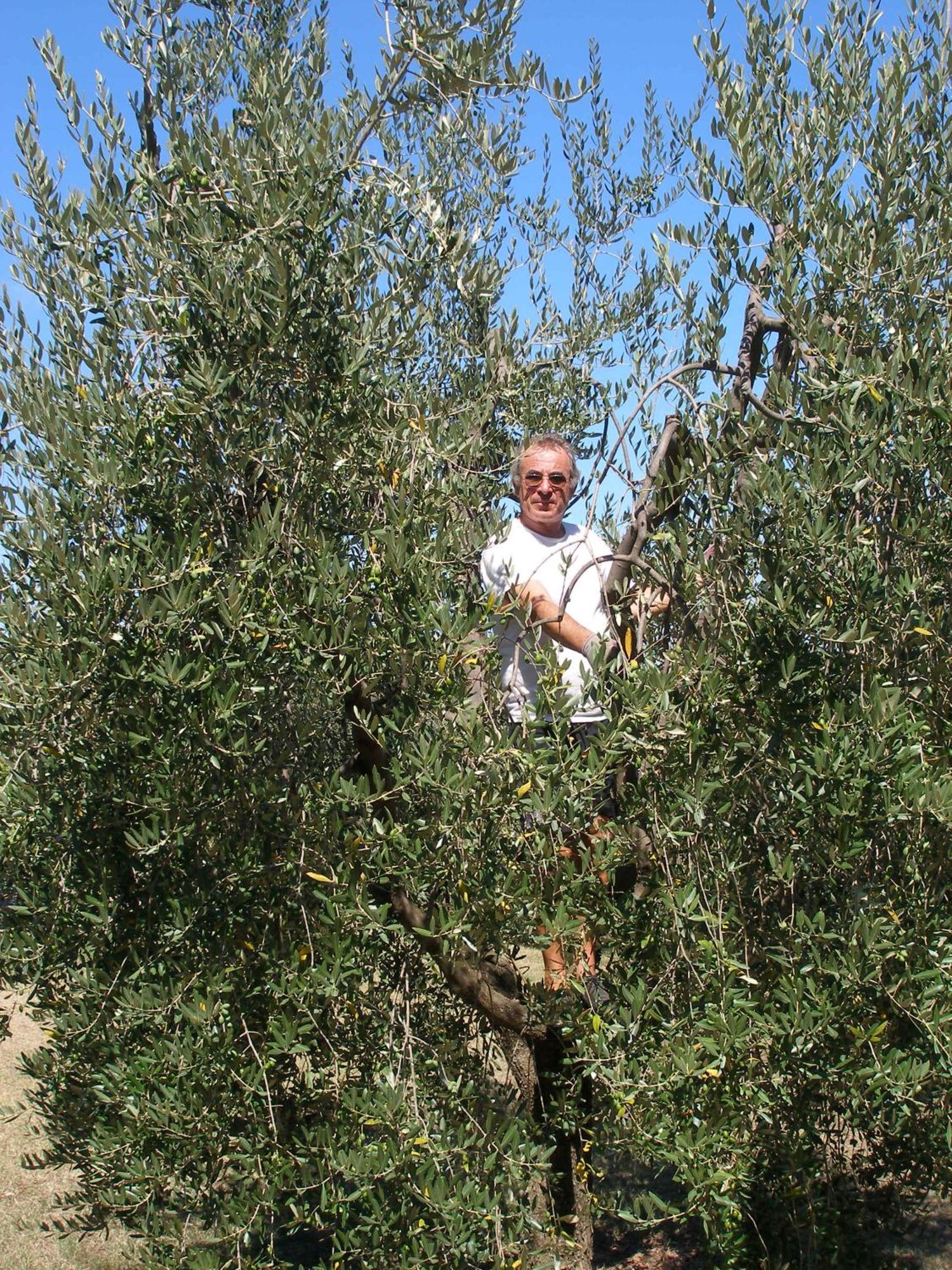 סן ג'ימיניאנו Podere Bellavista מראה חיצוני תמונה