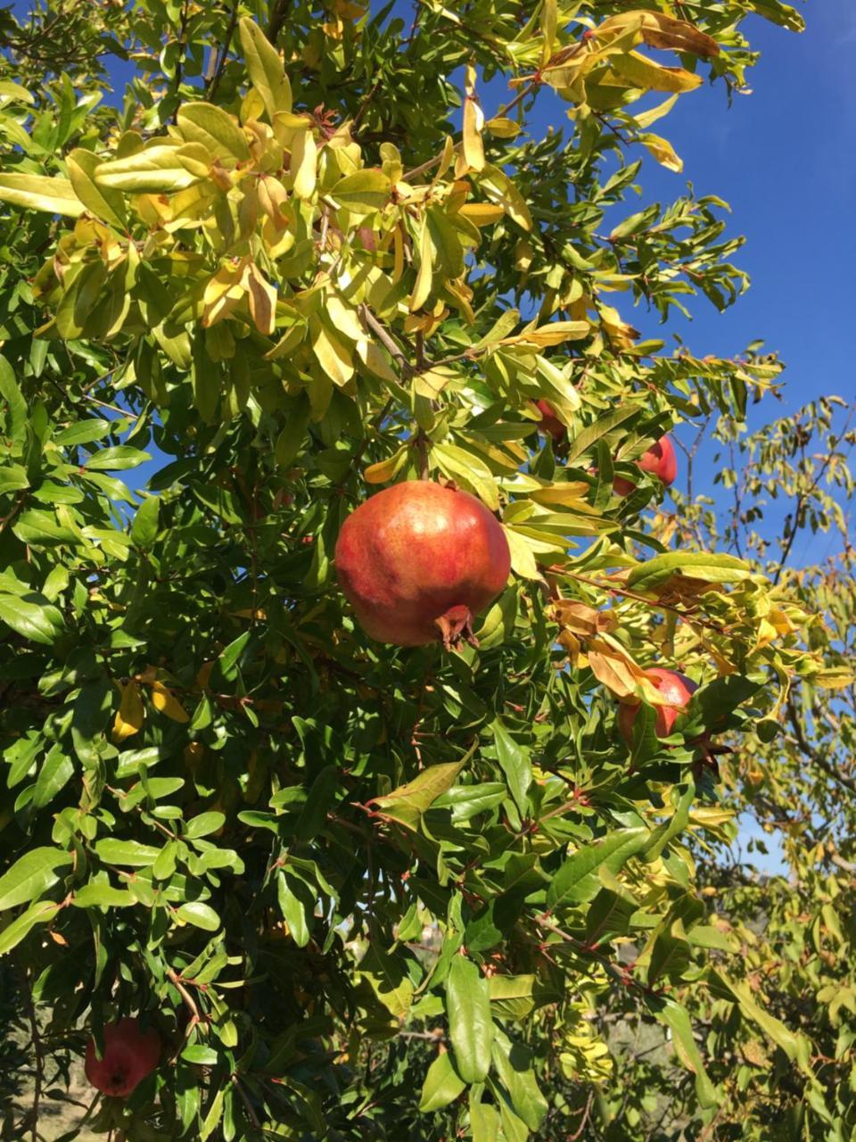 סן ג'ימיניאנו Podere Bellavista מראה חיצוני תמונה